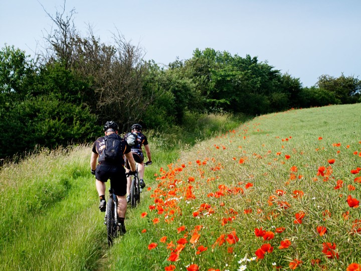 Roskiller med valmuer