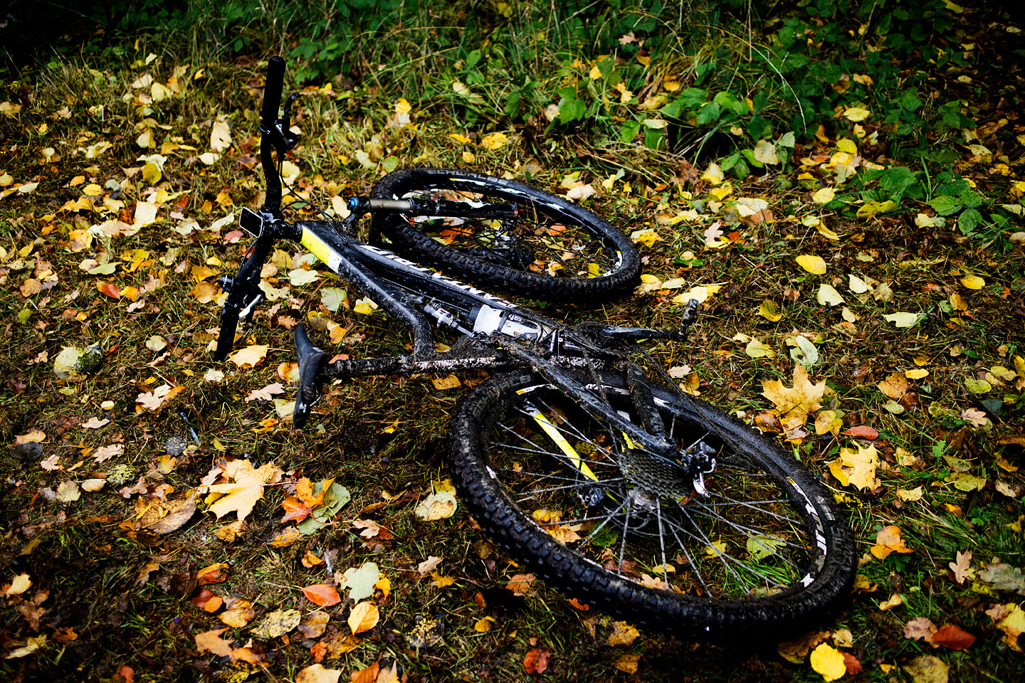 T-boy2 i efterårsfarver